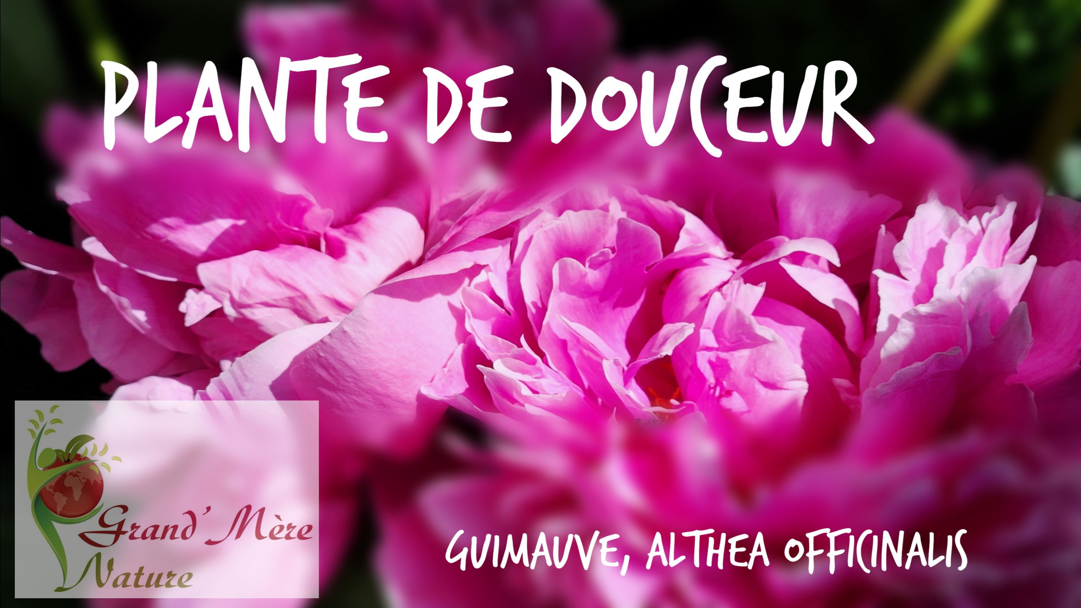 La guimauve : plante de douceur