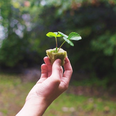 Santé des plantes